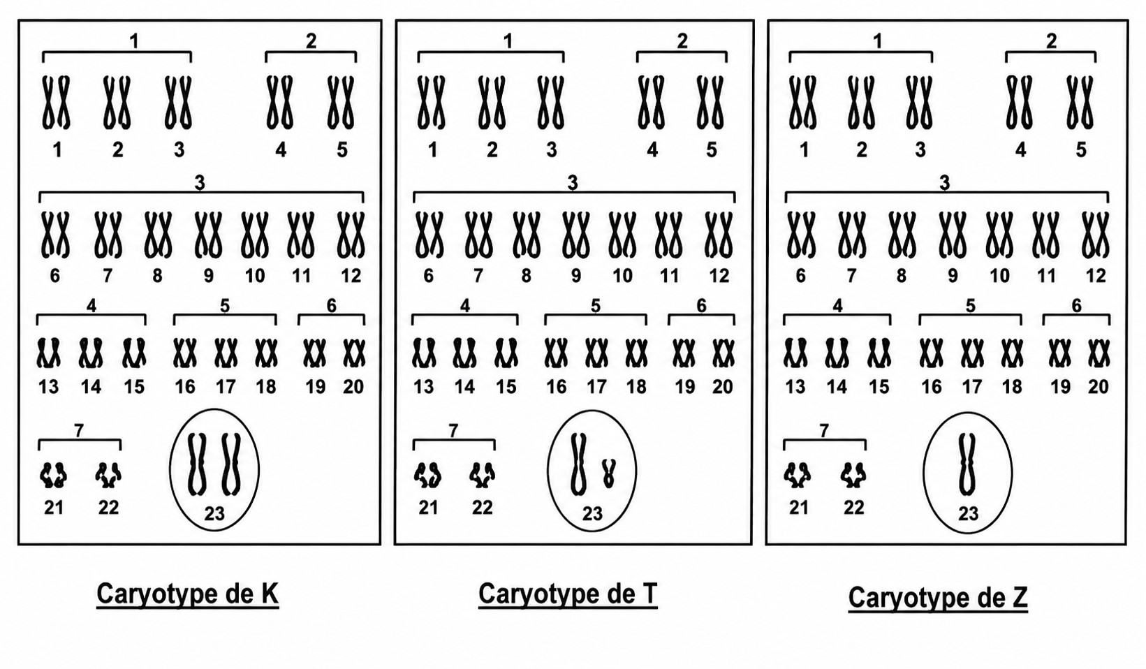 Document 2 : caryotypes de K, T et Z